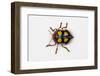 Long Horned Beetle Diastocera Wallichi-Darrell Gulin-Framed Photographic Print