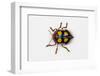 Long Horned Beetle Diastocera Wallichi-Darrell Gulin-Framed Photographic Print