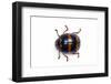 Long Horned Beetle Diastocera Wallichi-Darrell Gulin-Framed Photographic Print