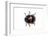 Long Horned Beetle Diastocera Wallichi-Darrell Gulin-Framed Photographic Print