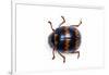 Long Horned Beetle Diastocera Wallichi-Darrell Gulin-Framed Photographic Print