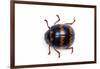 Long Horned Beetle Diastocera Wallichi-Darrell Gulin-Framed Photographic Print