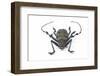 Long Horned Beetle Diastocera Wallichi-Darrell Gulin-Framed Photographic Print