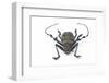 Long Horned Beetle Diastocera Wallichi-Darrell Gulin-Framed Photographic Print