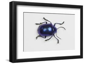 Long Horned Beetle Diastocera Wallichi-Darrell Gulin-Framed Photographic Print