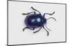 Long Horned Beetle Diastocera Wallichi-Darrell Gulin-Mounted Photographic Print