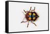 Long Horned Beetle Diastocera Wallichi-Darrell Gulin-Framed Stretched Canvas