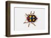 Long Horned Beetle Diastocera Wallichi-Darrell Gulin-Framed Photographic Print