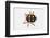 Long Horned Beetle Diastocera Wallichi-Darrell Gulin-Framed Photographic Print