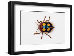 Long Horned Beetle Diastocera Wallichi-Darrell Gulin-Framed Photographic Print