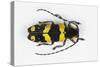 Long Horned Beetle from Africa, Tragocephala Nobilis-Darrell Gulin-Stretched Canvas