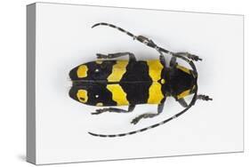 Long Horned Beetle from Africa, Tragocephala Nobilis-Darrell Gulin-Stretched Canvas