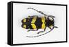 Long Horned Beetle from Africa, Tragocephala Nobilis-Darrell Gulin-Framed Stretched Canvas