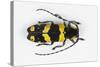 Long Horned Beetle from Africa, Tragocephala Nobilis-Darrell Gulin-Stretched Canvas