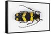 Long Horned Beetle from Africa, Tragocephala Nobilis-Darrell Gulin-Framed Stretched Canvas