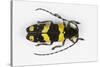 Long Horned Beetle from Africa, Tragocephala Nobilis-Darrell Gulin-Stretched Canvas