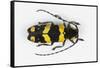 Long Horned Beetle from Africa, Tragocephala Nobilis-Darrell Gulin-Framed Stretched Canvas