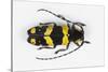 Long Horned Beetle from Africa, Tragocephala Nobilis-Darrell Gulin-Stretched Canvas