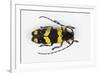 Long Horned Beetle from Africa, Tragocephala Nobilis-Darrell Gulin-Framed Photographic Print