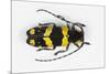 Long Horned Beetle from Africa, Tragocephala Nobilis-Darrell Gulin-Mounted Photographic Print