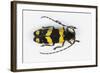 Long Horned Beetle from Africa, Tragocephala Nobilis-Darrell Gulin-Framed Photographic Print