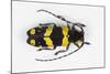 Long Horned Beetle from Africa, Tragocephala Nobilis-Darrell Gulin-Mounted Photographic Print