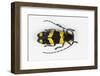 Long Horned Beetle from Africa, Tragocephala Nobilis-Darrell Gulin-Framed Photographic Print