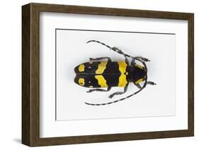 Long Horned Beetle from Africa, Tragocephala Nobilis-Darrell Gulin-Framed Photographic Print