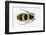 Long Horned Beetle from Africa, Tragocephala Nobilis-Darrell Gulin-Framed Photographic Print
