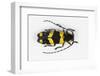 Long Horned Beetle from Africa, Tragocephala Nobilis-Darrell Gulin-Framed Photographic Print