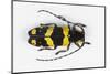 Long Horned Beetle from Africa, Tragocephala Nobilis-Darrell Gulin-Mounted Photographic Print