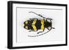 Long Horned Beetle from Africa, Tragocephala Nobilis-Darrell Gulin-Framed Photographic Print