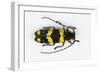 Long Horned Beetle from Africa, Tragocephala Nobilis-Darrell Gulin-Framed Photographic Print