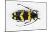 Long Horned Beetle from Africa, Tragocephala Nobilis-Darrell Gulin-Mounted Photographic Print