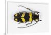 Long Horned Beetle from Africa, Tragocephala Nobilis-Darrell Gulin-Framed Photographic Print