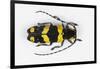 Long Horned Beetle from Africa, Tragocephala Nobilis-Darrell Gulin-Framed Photographic Print