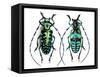 Long Horned Beetle from Thailand Calloplophora Sollii-Darrell Gulin-Framed Stretched Canvas