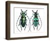 Long Horned Beetle from Thailand Calloplophora Sollii-Darrell Gulin-Framed Photographic Print