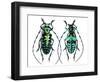 Long Horned Beetle from Thailand Calloplophora Sollii-Darrell Gulin-Framed Photographic Print