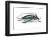 Long Horned Beetle from Thailand Calloplophora Sollii-Darrell Gulin-Framed Photographic Print