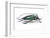 Long Horned Beetle from Thailand Calloplophora Sollii-Darrell Gulin-Framed Photographic Print