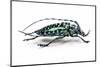 Long Horned Beetle from Thailand Calloplophora Sollii-Darrell Gulin-Mounted Photographic Print