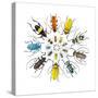 Long Horned Beetle in Circular Pattern-Darrell Gulin-Stretched Canvas