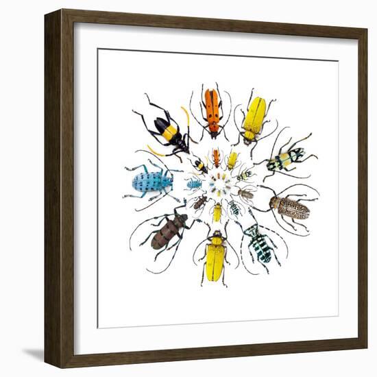 Long Horned Beetle in Circular Pattern-Darrell Gulin-Framed Photographic Print