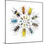 Long Horned Beetle in Circular Pattern-Darrell Gulin-Mounted Photographic Print