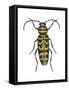 Long-Horned Beetle (Megacyllene Robiniae), Locust Borer, Insects-Encyclopaedia Britannica-Framed Stretched Canvas