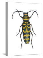 Long-Horned Beetle (Megacyllene Robiniae), Locust Borer, Insects-Encyclopaedia Britannica-Stretched Canvas