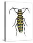 Long-Horned Beetle (Megacyllene Robiniae), Locust Borer, Insects-Encyclopaedia Britannica-Stretched Canvas