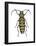 Long-Horned Beetle (Megacyllene Robiniae), Locust Borer, Insects-Encyclopaedia Britannica-Framed Poster