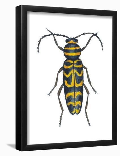 Long-Horned Beetle (Megacyllene Robiniae), Locust Borer, Insects-Encyclopaedia Britannica-Framed Poster